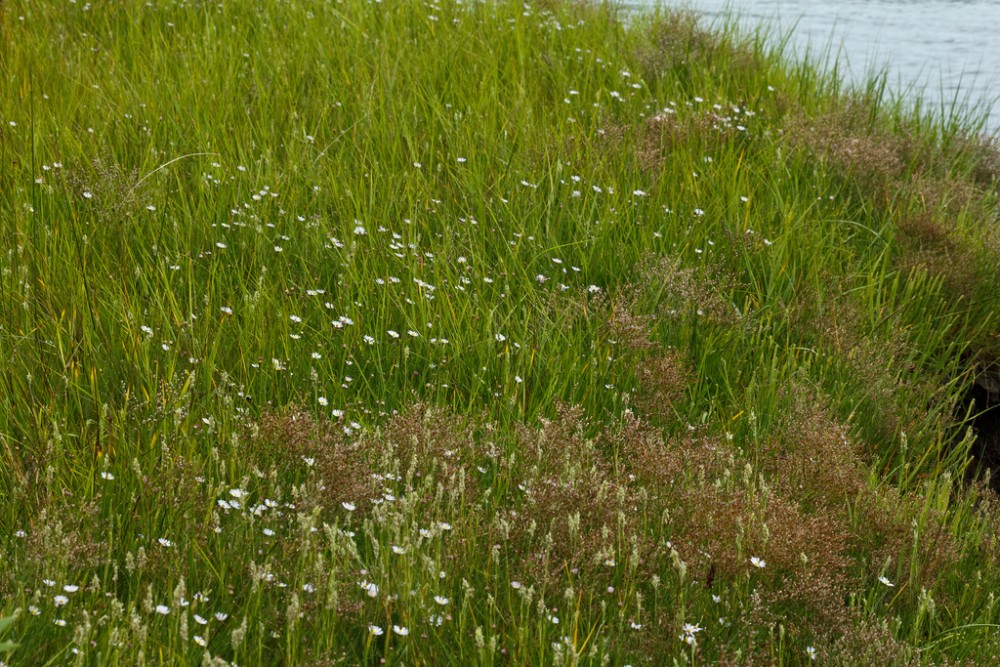 symphyotrichum_tenuifolium_1